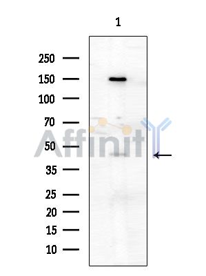 Phospho-CEBP Beta (Ser76) Antibody - Western blot analysis of extracts from HUVEC cells, using Phospho-CEBP Beta (Ser76) Antibody at 1/1000 dilution.