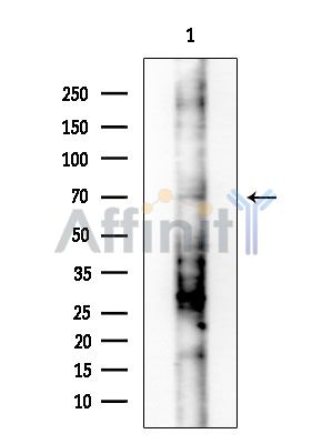Phospho-POU2F1/OCT1 (Ser385) Antibody - Western blot analysis of extracts from HUVEC cells, using Phospho-POU2F1/OCT1 (Ser385) Antibody at 1/1000 dilution.