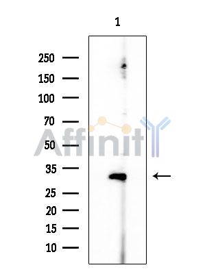 Phospho-ATF4 (Ser224) Antibody - Western blot analysis of extracts from COLO205 cells, using Phospho-ATF4 (Ser224) Antibody at 1/1000 dilution.