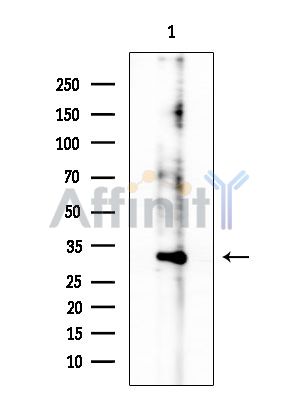 Phospho-ATF4 (Ser224) Antibody - Western blot analysis of extracts from HUVEC cells, using Phospho-ATF4 (Ser224) Antibody at 1/1000 dilution.