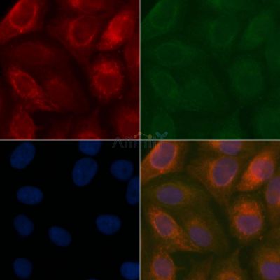 EIF5 Mouse Monoclonal Antibody - BF8550 staining Hela cells by IF/ICC.