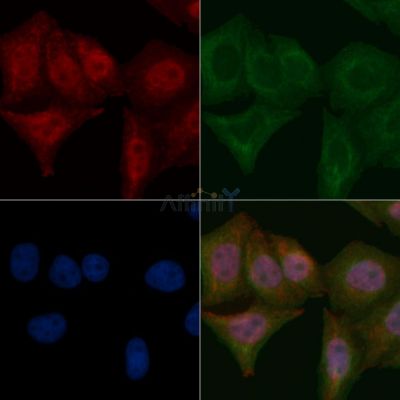 MSK2 Mouse Monoclonal Antibody - BF8553 staining Hela cells by IF/ICC.