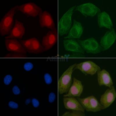 Nucleophosmin Mouse Monoclonal Antibody - BF8554 staining Hela cells by IF/ICC.