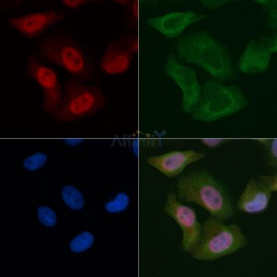 WEE1 Mouse Monoclonal Antibody - BF8565 staining Hela cells by IF/ICC.