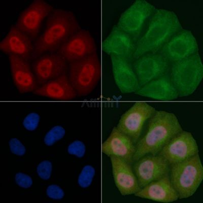 TDP43 Mouse Monoclonal Antibody - BF8566 staining Hela cells by IF/ICC.
