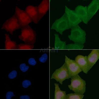 Phospho-Synaptotagmin 1/2 (Ser309) Mouse Monoclonal Antibody - BF8567 staining Hela cells by IF/ICC.