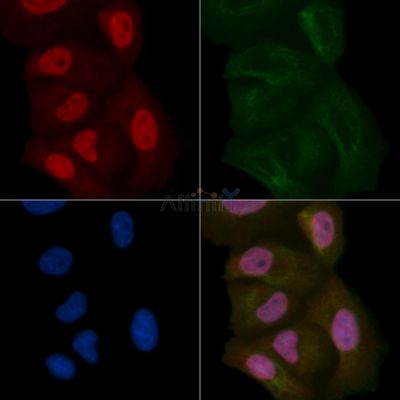 DAZAP1 Mouse Monoclonal Antibody - BF8580 staining Hela cells by IF/ICC.