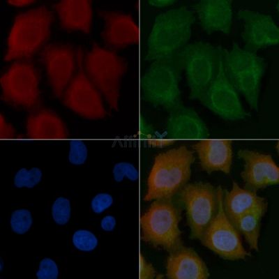 MURC Mouse Monoclonal Antibody - BF8584 staining Hela cells by IF/ICC.