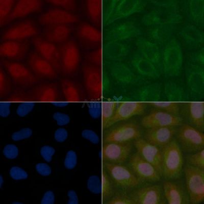 PEG10 Mouse Monoclonal Antibody - BF8590 staining Hela cells by IF/ICC.