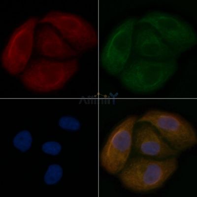 HHLA2 Mouse Monoclonal Antibody - BF8594 staining Hela cells by IF/ICC.