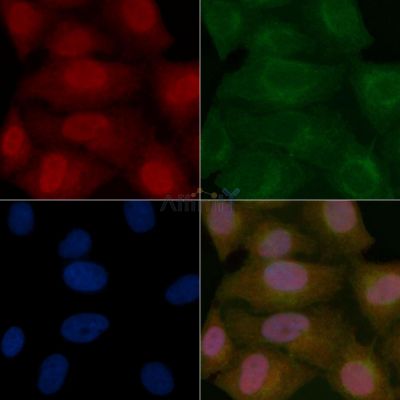 PKC alpha Mouse Monoclonal Antibody - BF8610 staining Hela cells by IF/ICC.