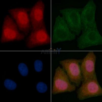 eIF4G1 Mouse Monoclonal Antibody - BF8611 staining Hela cells by IF/ICC.