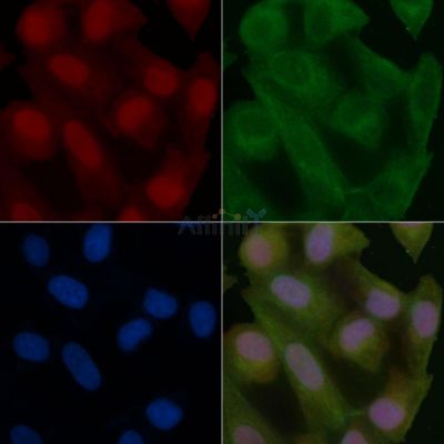 DNA polymerase delta p50 Mouse Monoclonal Antibody - BF8617 staining Hela cells by IF/ICC.