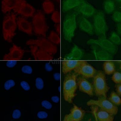 AFM Mouse Monoclonal Antibody - BF8620 staining Hela cells by IF/ICC.