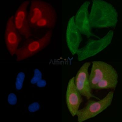 NAF1 Mouse Monoclonal Antibody - BF8623 staining Hela cells by IF/ICC.