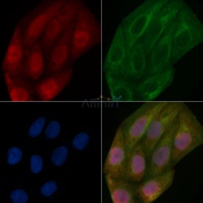 PUF60 Mouse Monoclonal Antibody - BF8627 staining Hela cells by IF/ICC.
