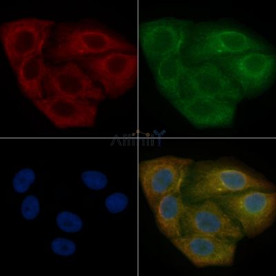 TUBA4A  Mouse Monoclonal Antibody - BF8631 staining Hela cells by IF/ICC.