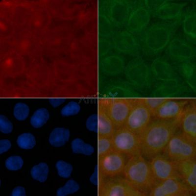 C1QTNF9B Mouse Monoclonal Antibody - BF8647 staining Hela cells by IF/ICC.