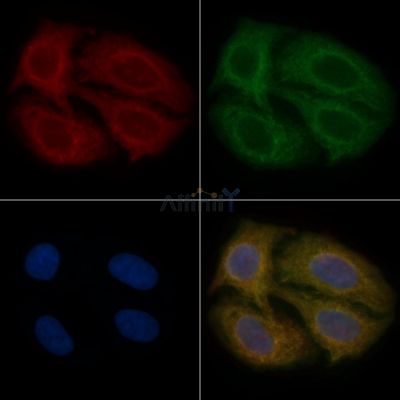 F2RL1 Mouse Monoclonal Antibody - BF8664 staining Hela cells by IF/ICC.