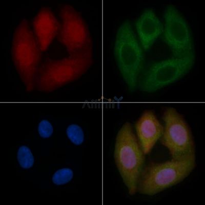 MXD4 Mouse Monoclonal Antibody - BF8669 staining Hela cells by IF/ICC.