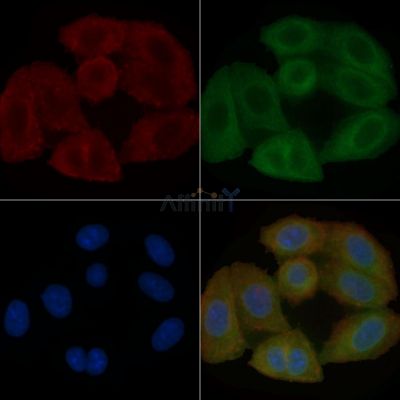 SLC47A2 Mouse Monoclonal Antibody - BF8670 staining Hela cells by IF/ICC.