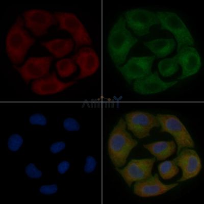 FAM71D Mouse Monoclonal Antibody - BF8686 staining Hela cells by IF/ICC.