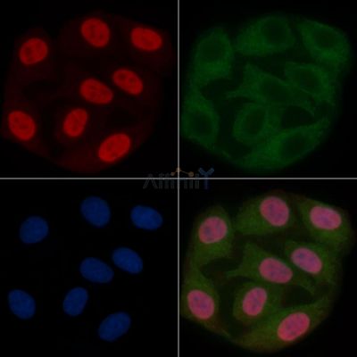 MYCL Mouse Monoclonal Antibody - BF8697 staining Hela cells by IF/ICC.