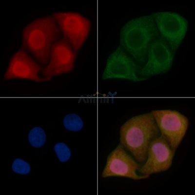 LBX1 Mouse Monoclonal Antibody - BF8701 staining Hela cells by IF/ICC.