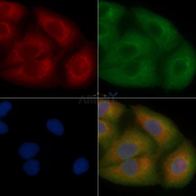 LASP1 Mouse Monoclonal Antibody - BF8727 staining Hela cells by IF/ICC.