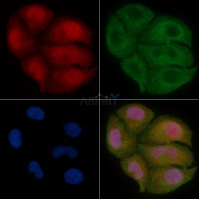 C8orf4 Mouse Monoclonal Antibody - BF8735 staining Hela cells by IF/ICC.