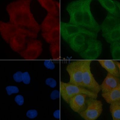 IDS Mouse Monoclonal Antibody - BF8737 staining Hela cells by IF/ICC.