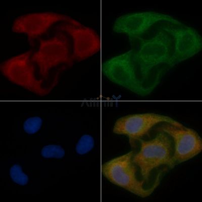 NIPSNAP1 Mouse Monoclonal Antibody - BF8743 staining Hela cells by IF/ICC.