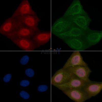 ELAC1 Mouse Monoclonal Antibody - BF8755 staining Hela cells by IF/ICC.