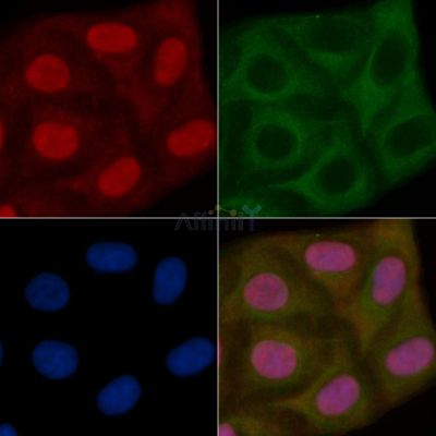 XRRA1 Mouse Monoclonal Antibody - BF8760 staining Hela cells by IF/ICC.