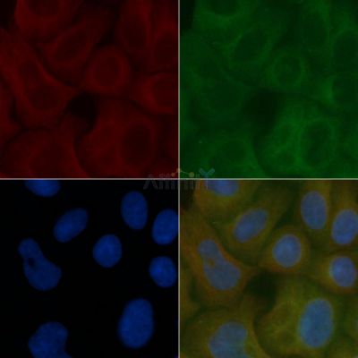 TMEM123 Mouse Monoclonal Antibody - BF8776 staining Hela cells by IF/ICC.