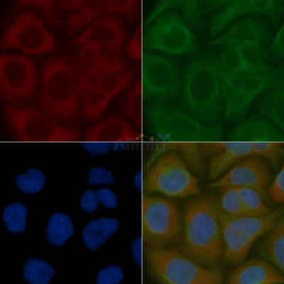 TMBIM6 Mouse Monoclonal Antibody - BF8783 staining Hela cells by IF/ICC.