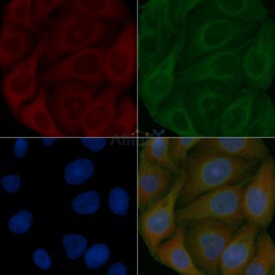 TFG Mouse Monoclonal Antibody - BF8787 staining Hela cells by IF/ICC.