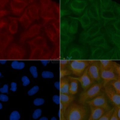 SPPL2B Mouse Monoclonal Antibody - BF8795 staining Hela cells by IF/ICC.