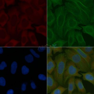 PROK1 Mouse Monoclonal Antibody - BF8801 staining Hela cells by IF/ICC.