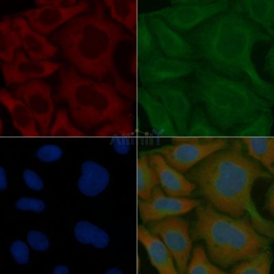 KIAA0930 Mouse Monoclonal Antibody - BF8811 staining Hela cells by IF/ICC.