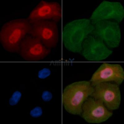 SFPQ Mouse Monoclonal Antibody - BF8833 staining Hela cells by IF/ICC.