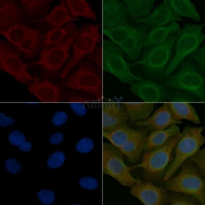TMEFF1 Mouse Monoclonal Antibody - BF8842 staining Hela cells by IF/ICC.