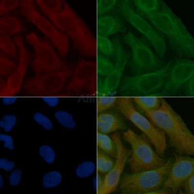 Peroxiredoxin 5 Mouse Monoclonal Antibody - BF8849 staining Hela cells by IF/ICC.