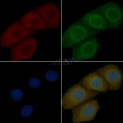 TOM40 Mouse Monoclonal Antibody - BF8850 staining Hela cells by IF/ICC.