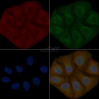 ASPRV1 Mouse Monoclonal Antibody - BF8855 staining Hela cells by IF/ICC.