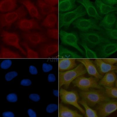 ARHGAP42 Mouse Monoclonal Antibody - BF8862 staining Hela cells by IF/ICC.