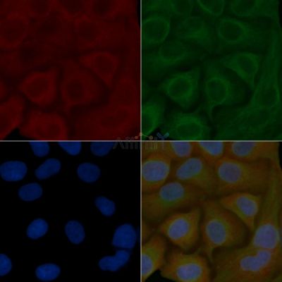 CRMP-1 Mouse Monoclonal Antibody - BF8868 staining Hela cells by IF/ICC.