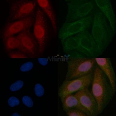 HNF1A Mouse Monoclonal Antibody - BF8874 staining Hela cells by IF/ICC.