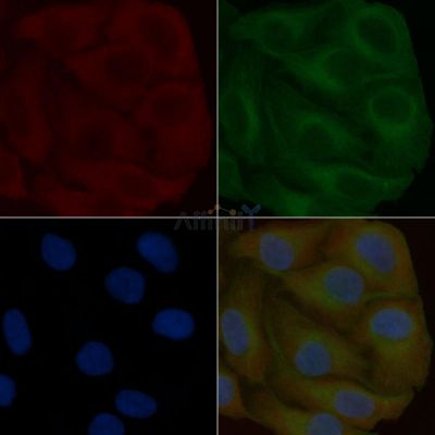 PDPK1 Mouse Monoclonal Antibody - BF8884 staining Hela cells by IF/ICC.