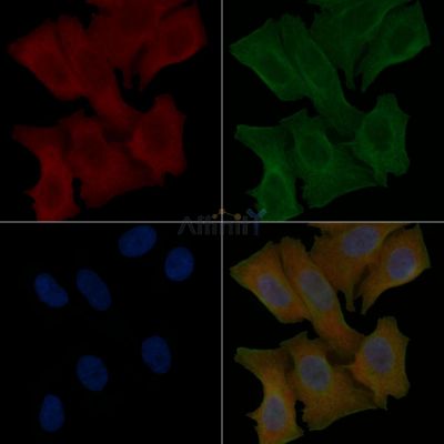CHCHD6 Mouse Monoclonal Antibody - BF8894 staining Hela cells by IF/ICC.